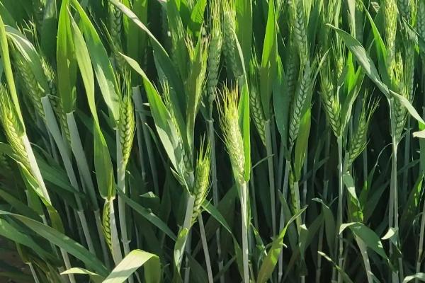 小麦拔节后可以用什么除草剂，小麦拔节期用什么肥料