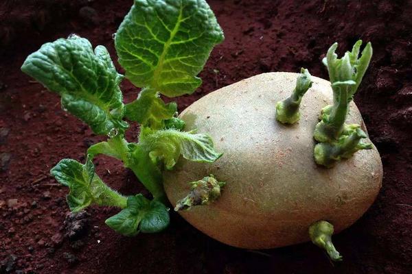 二,土豆的繁殖方式1,土豆主要靠块茎上的芽眼进行无性繁殖