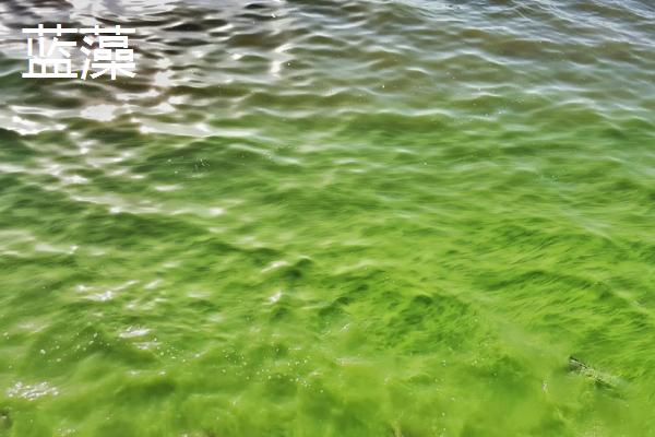 鱼塘绿藻太多怎么处理方法，绿藻有什么危害