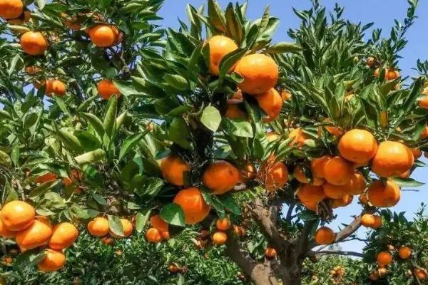 水分和温度哪个对柑橘影响大，柑橘常见的病虫害有哪些