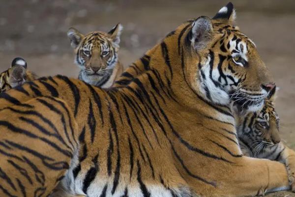 老虎一生能繁殖几次，繁殖期在什么时候