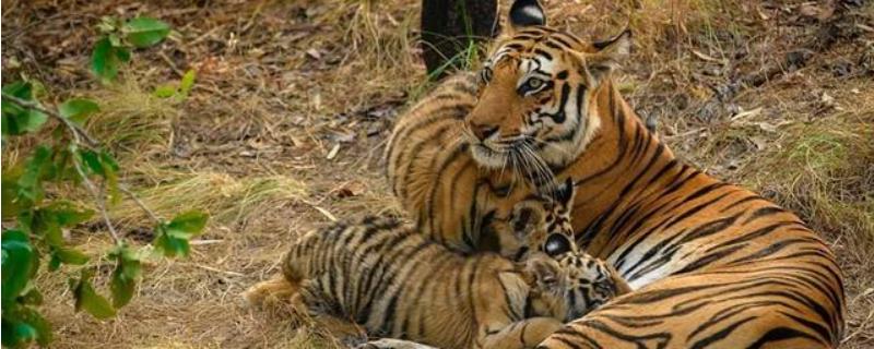 老虎一生能繁殖几次，繁殖期在什么时候