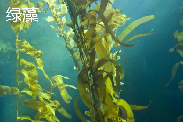 鱼塘绿藻太多怎么处理方法，绿藻有什么危害