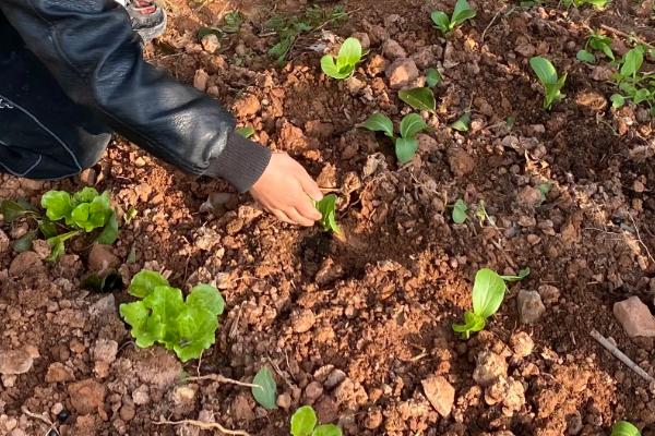 土里放了肥料几天可以种菜，肥料有哪些种类