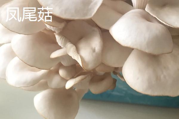 凤尾菇和平菇的区别，凤尾菇长毛了还能吃吗