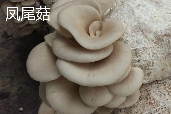 凤尾菇和平菇的区别，凤尾菇长毛了还能吃吗