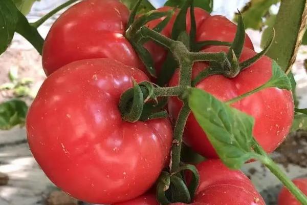番茄种子育苗方法全过程，附番茄的品种