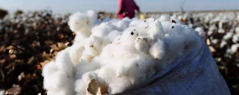 埃及种植长绒棉的有利条件，长绒棉是纯棉吗