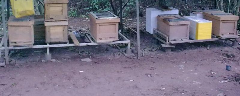 怎样使蜜蜂最快入住诱蜂箱，诱蜂一般在几月份