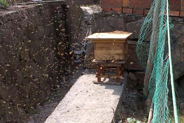 怎样使蜜蜂最快入住诱蜂箱，诱蜂一般在几月份