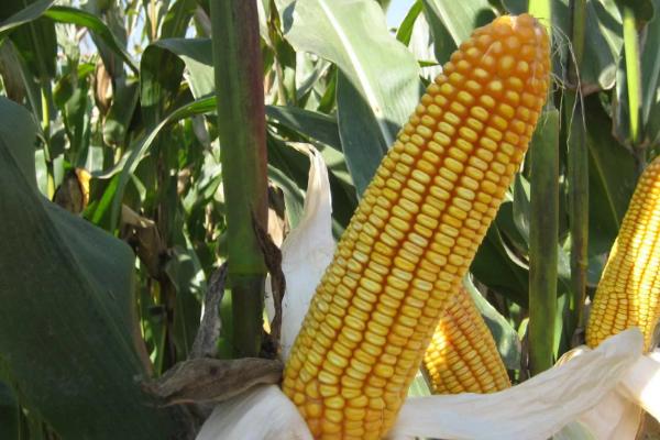玉米生长周期多少天，玉米的种植方法