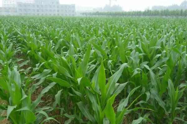 玉米生长周期多少天，玉米的种植方法