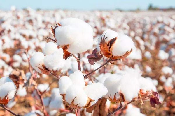 埃及种植长绒棉的有利条件，长绒棉是纯棉吗