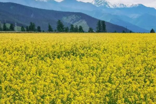 新疆农业发展的区位条件，以什么农业为主
