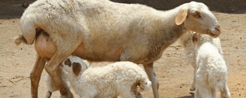 刚下完小羊羔的母羊怎么喂养，母羊生完后没奶怎么办