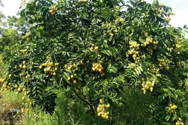 黄皮果树的栽培与管理，黄皮是什么季节的水果