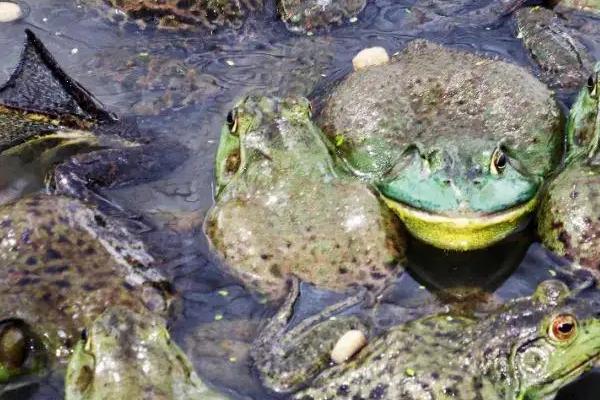 牛蛙养殖全程用药，牛蛙有寄生虫吗