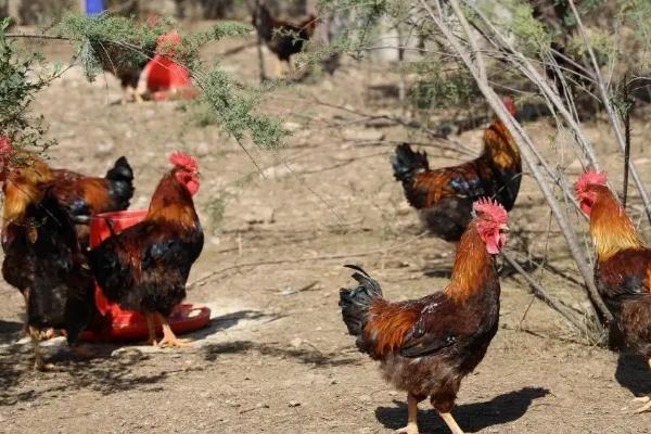 散养鸡一亩地养多少只合适，散养鸡的鸡舍该怎么改造