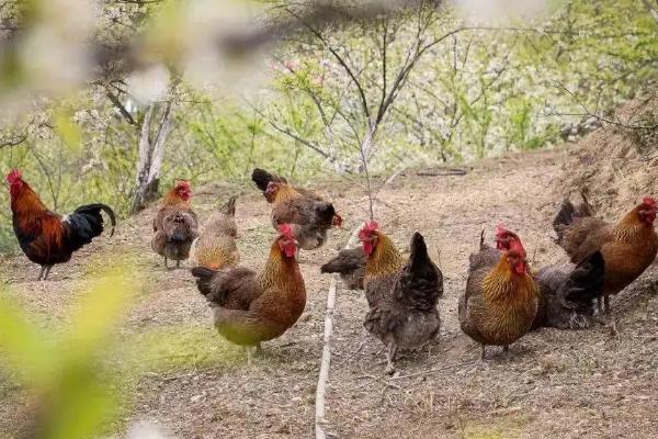 散养鸡一亩地养多少只合适，散养鸡的鸡舍该怎么改造