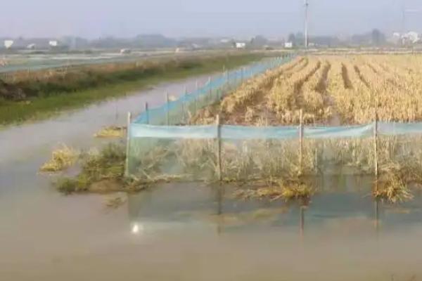 虾稻共作养殖技术