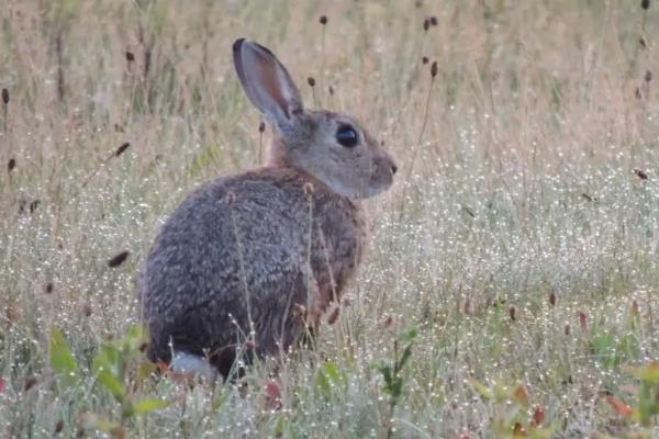 什么天气晚上野兔最多，野兔吃什么