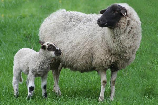 养羊必备十种药，常见的病有哪些
