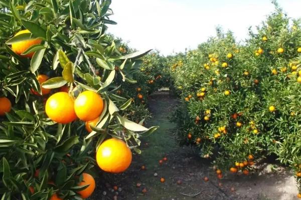 中国柑橘的经济栽培区集中在哪里，附柑橘的种植方法