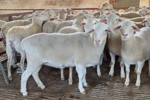 繁殖母羊饲料的最佳配方，繁殖母羊怎么喂养上膘快
