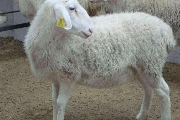 繁殖母羊饲料的最佳配方，繁殖母羊怎么喂养上膘快