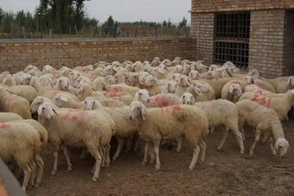 养山羊技术及羊的养殖方法，山羊吃什么饲料长得快