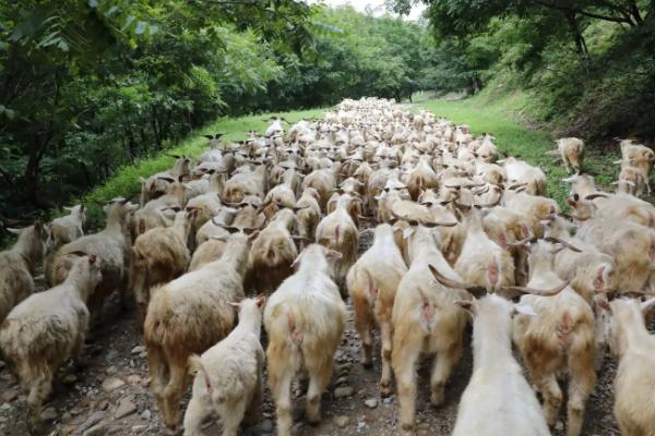 养山羊技术及羊的养殖方法，山羊吃什么饲料长得快