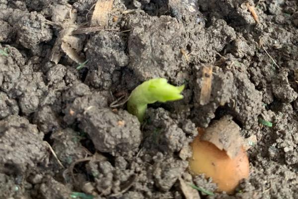 蚕豆长在地上还是树上，蚕豆生长期需要哪些肥料
