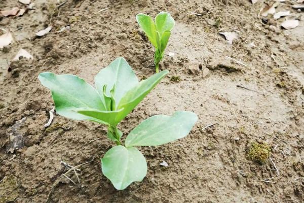 蚕豆长在地上还是树上，蚕豆生长期需要哪些肥料