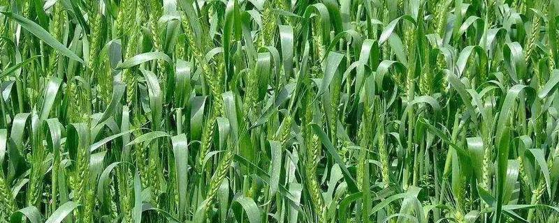 小麦生长习性，中国哪些地区适合种植小麦