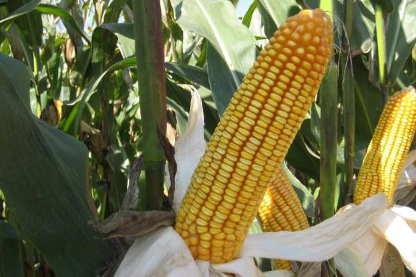 玉米氮磷钾最佳比例，玉米如何正确施肥