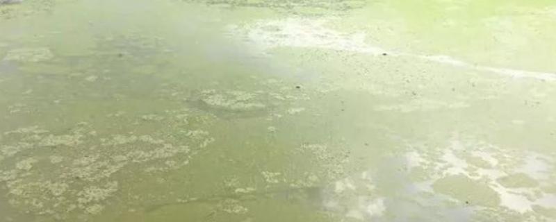 裸甲藻的处理方案，裸甲藻有什么危害