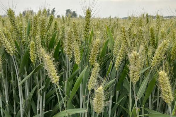 小麦一生需要打几遍药，小麦打除草剂后多长时间下雨没事