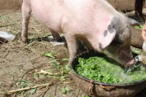小猪喜欢吃什么食物，喜欢吃的蔬菜水果有哪些