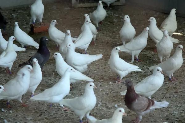 鸽子繁殖周期，鸽子繁殖季节是几月份