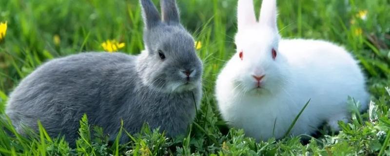 农村家庭养兔方法，兔子是如何繁殖的