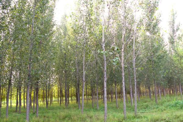 107杨树上什么化肥好，附杨树苗的栽种行距和株距