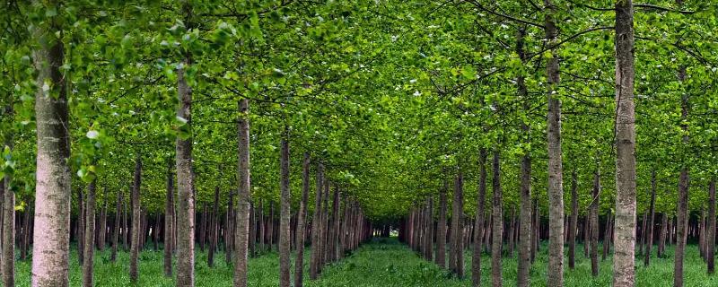 107杨树和108杨树哪个品种好，附树苗施肥时需要离树多远