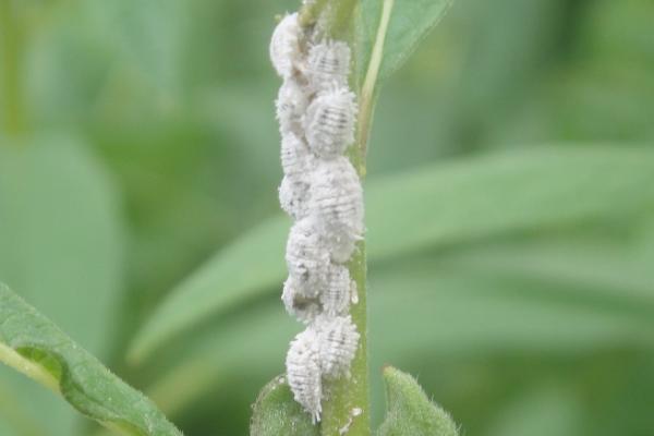 扶桑绵粉蚧形态特征，为害什么作物