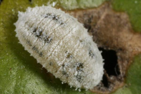 扶桑绵粉蚧形态特征，为害什么作物