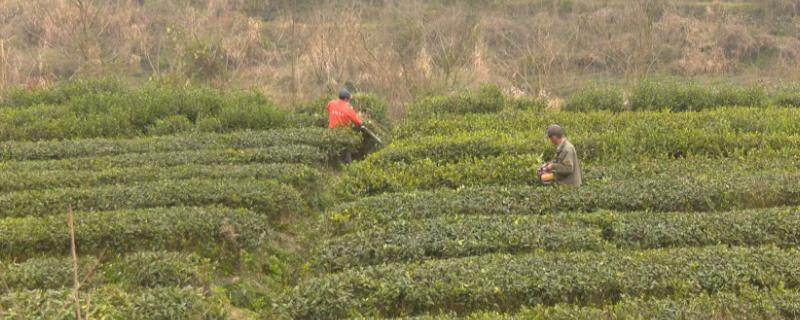 茶树用什么肥料长得快，茶树种植几年可以采摘