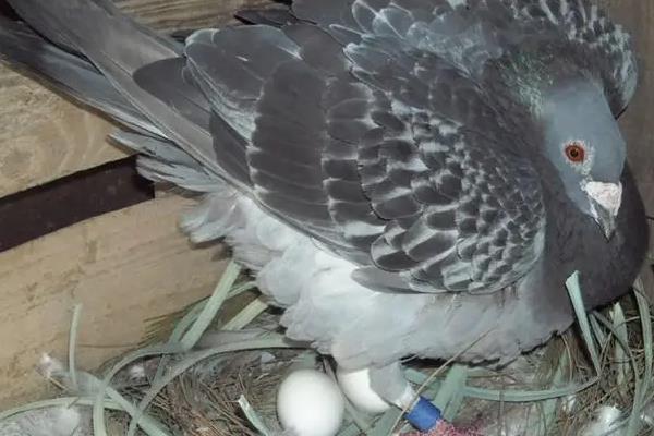鸽子生几个蛋开始孵化，鸽子多大开始产蛋