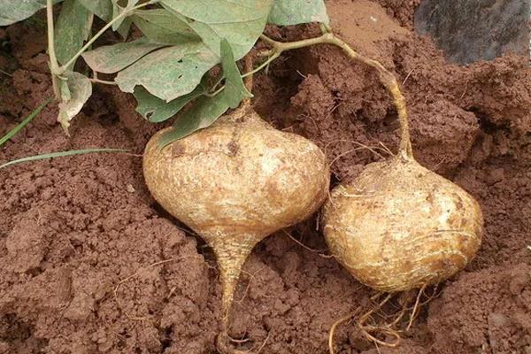 凉薯种植时间和生长周期