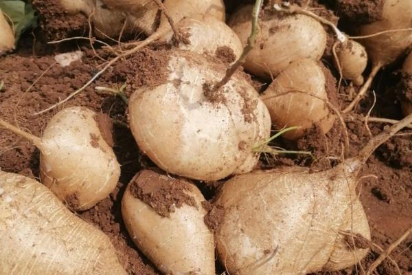 凉薯种植时间和生长周期