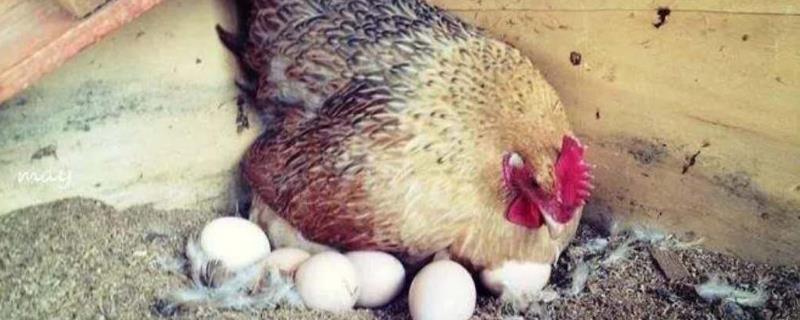 鸡下蛋后自己吃掉原因