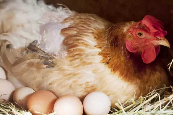 母鸡为什么吃自己下的蛋，母鸡每天都会下蛋吗